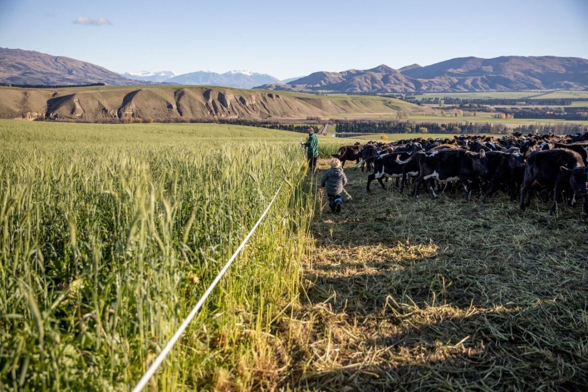 Insight Into Regenerative Agriculture In New Zealand The Good The Bad