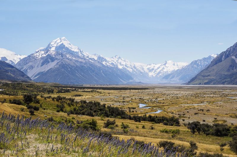 There is a field: Reimagining Biodiversity in Aotearoa - The Dig