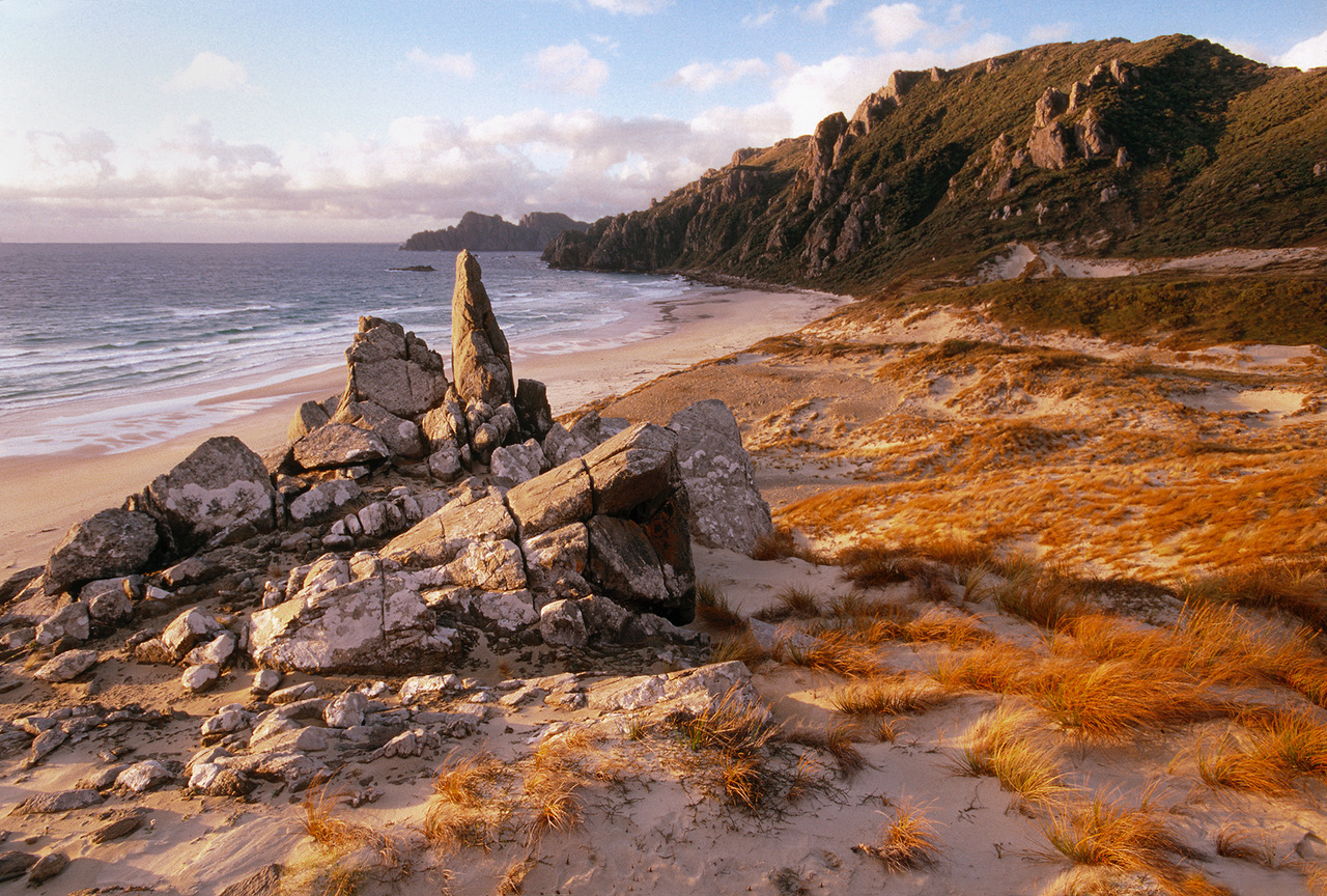Pīngao glows orange in the late sun at West Ruggedy beach, Rakiura National Park, Stewart Island, New Zealand. Photo: Dave Hansford/Origin Natural History Media